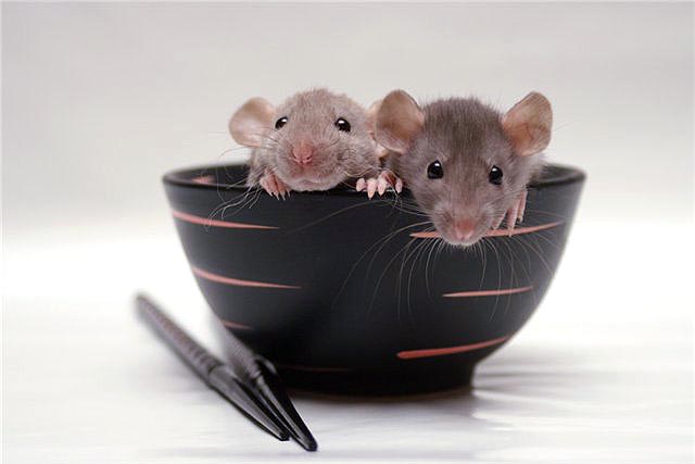 одержание декоративных крыс +в домашних условиях условиях