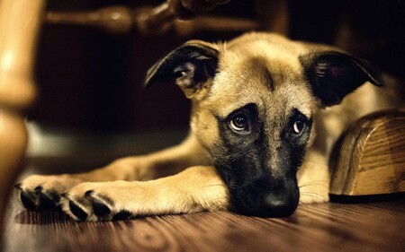 Глисты у собаки: симптомы, лечение, профилактика