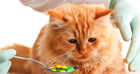 Чем обычно болеют кошки? Самые распространенные заболевания