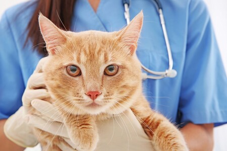 Мочекаменная болезнь у котов: симптомы и лечение