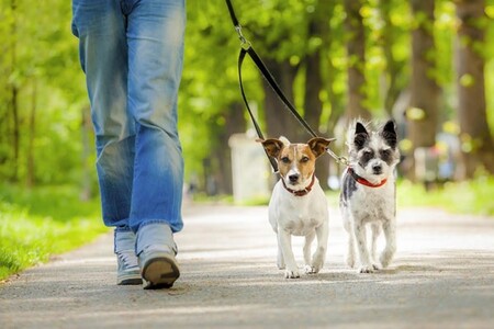 Правила прогулки с собакой