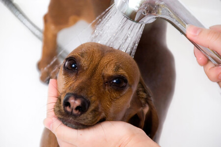 Как правильно мыть собаку