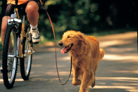 Велопрогулки с собакой, или как подготовить велопса