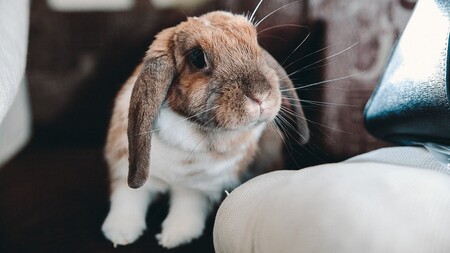 Сложности содержания кролика в домашних условиях