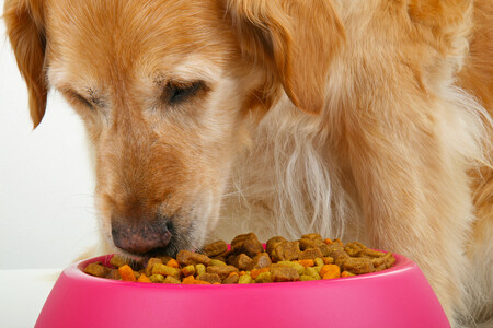Что из себя представляют корма для чувствительного пищеварения у собак