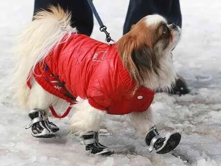 Принципы выбора зимней обуви для собак