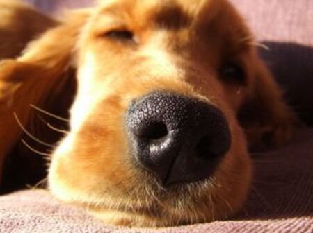 Насморк у собаки: симптомы и лечение