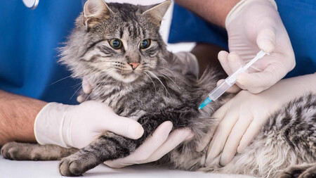 Вакцинация кошек. Часть II