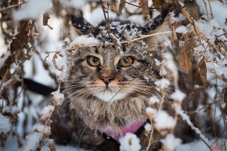 Особенности содержания кошек зимой