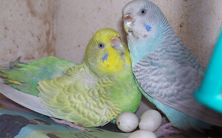 Как разводить волнистых попугаев