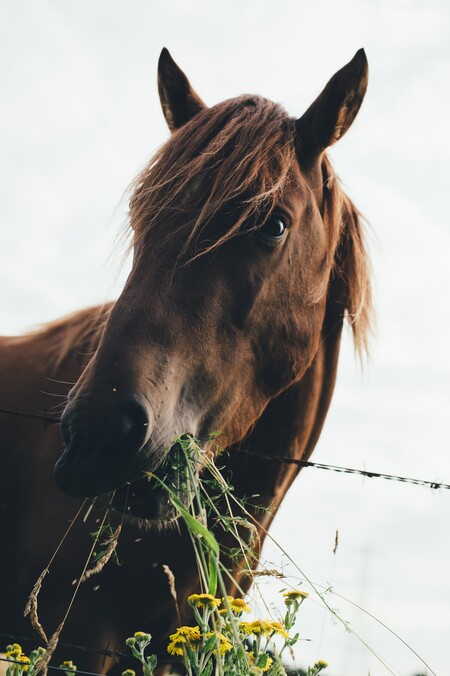 Гигиенические процедуры для лошади