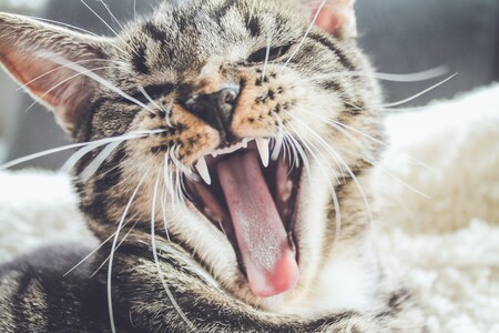 Уход за полостью рта кошки