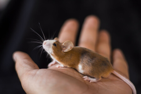 Виды и особенности декоративных мышей