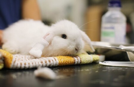 Чем болеют кролики: симптомы и профилактика