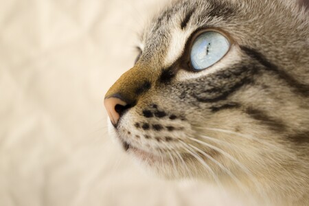 Особенности зрения кошки