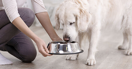 Как и чем кормить пожилую собаку