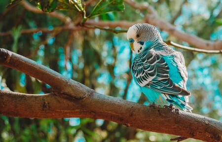 Как научить своего попугая разговаривать