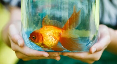 Выбираем аквариум для золотой рыбки