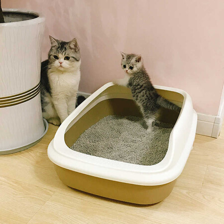 Кошачий туалет, если несколько кошек