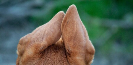 Заболевания ушей у собак. Часть вторая