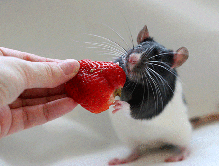 Как должна питаться домашняя крыса