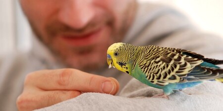 Как приучить волнистого попугая к рукам