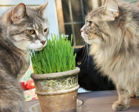 Какие травы полезны кошкам