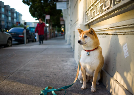 Собака в городе: как обеспечить безопасность