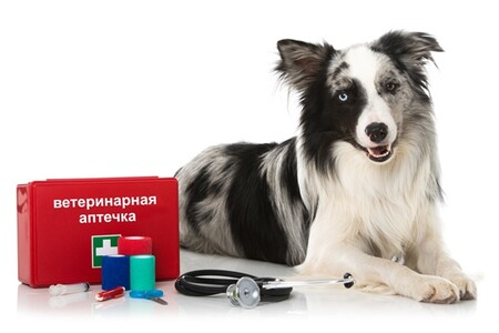 Ветеринарная аптечка владельца собаки