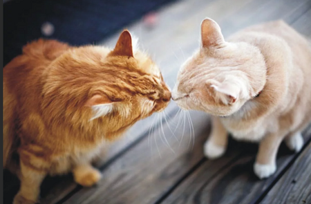 Как подружить кошек между собой
