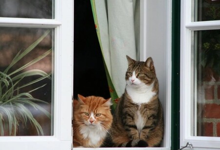 Окна и кошки. Как сделать дом безопасным