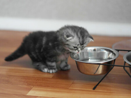 Как и чем поить кошку, сколько жидкости ей нужно ежедневно?