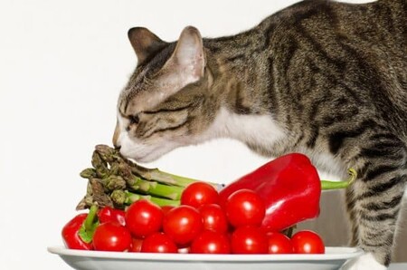 Овощное меню для кошки