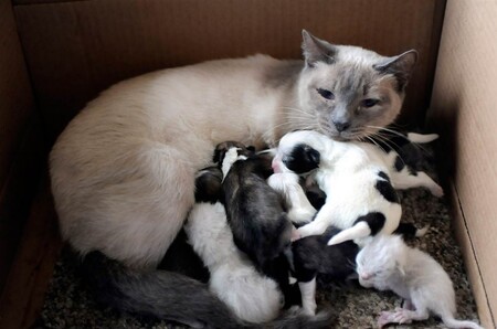 Приемное материнство у кошек