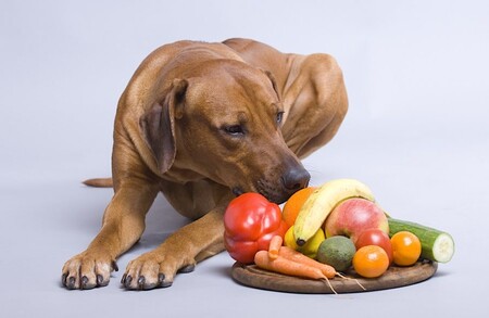 Нужно ли давать собаке овощи и фрукты