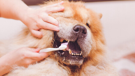Как и зачем чистить зубы собаке