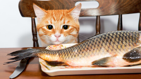 Можно ли давать рыбу кошкам?