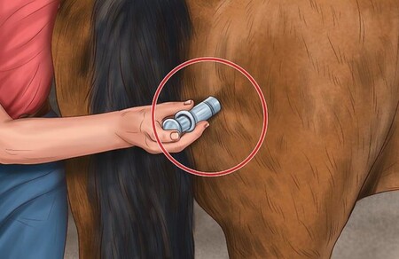 Как сделать внутримышечный укол лошади?
