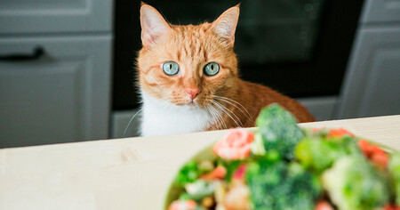 Может ли кошка быть вегетарианкой