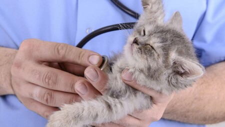 Как подготовить котенка к первому визиту к ветеринару?
