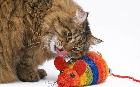 Какие игрушки приобрести для кошки?
