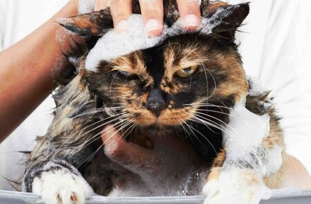 Как выбрать шампуни от блох для кошек?
