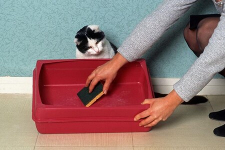 Как правильно мыть кошачий лоток?