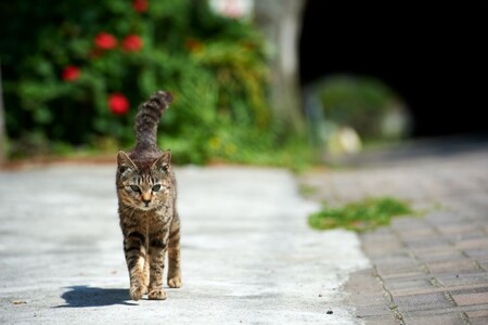 Кошка, гуляющая сама по себе. Стоит ли выпускать животное на улицу?