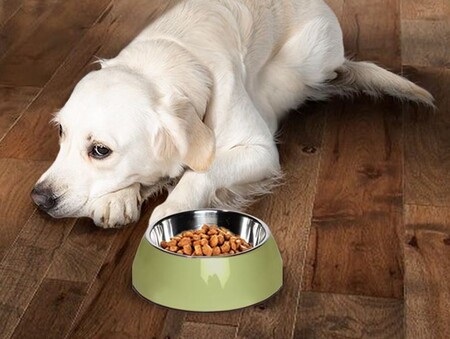 Как улучшить аппетит у собаки