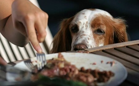 Какой едой со стола можно поделиться с собакой без вреда для нее?