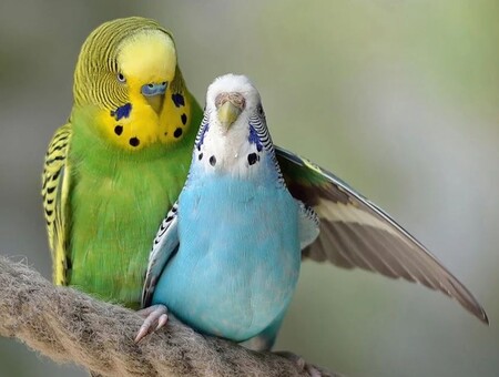 Парное содержание попугаев