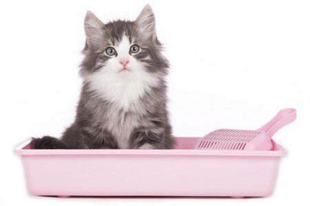 Как отказаться от наполнителя в кошачьем туалете?
