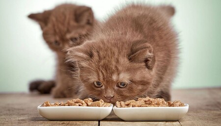 Чем кормить котят