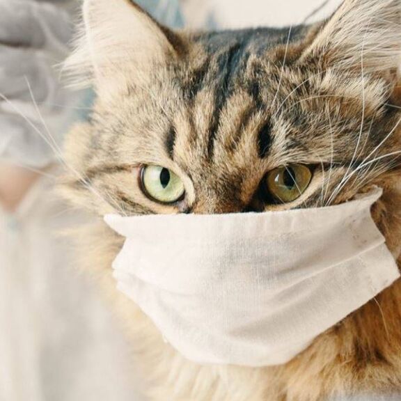 Кошка и простуда. Может ли заболевание передаваться от человека?